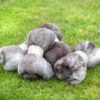 schaf wollvlies