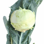 Kohlrabi