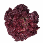 Lollo rosso