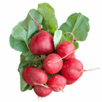 Radieschen